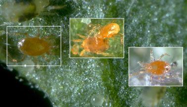 Spider Mite Predatory Mites, 1000ct