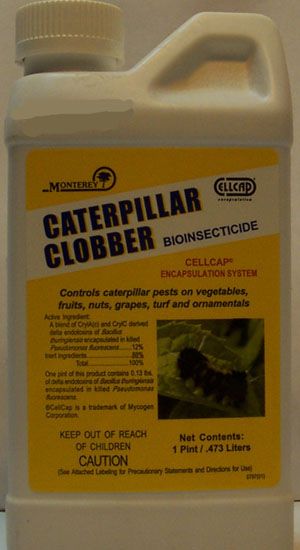 Caterpillar Clobber, 1pt
