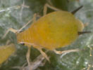 Aphids