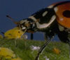 Ladybug Eating Aphid