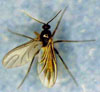 Fungus Gnat