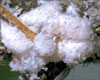 Mealybugs