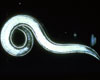 Predatory Nematode