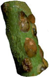 Mealybugs