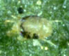 Spider Mite Adult