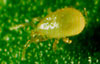 Thrip Predatory Mite