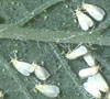 Whitefly