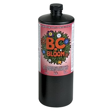 B.C. Bloom   Qt