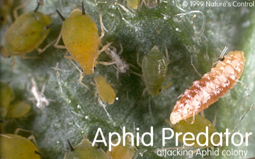 Aphid Predators,1000ct