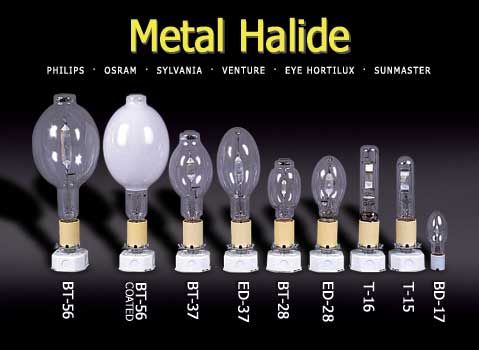 1000w MH Daylight Bulb (Hortilux)